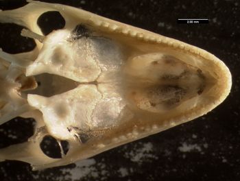 Media type: image;   Herpetology R-131846